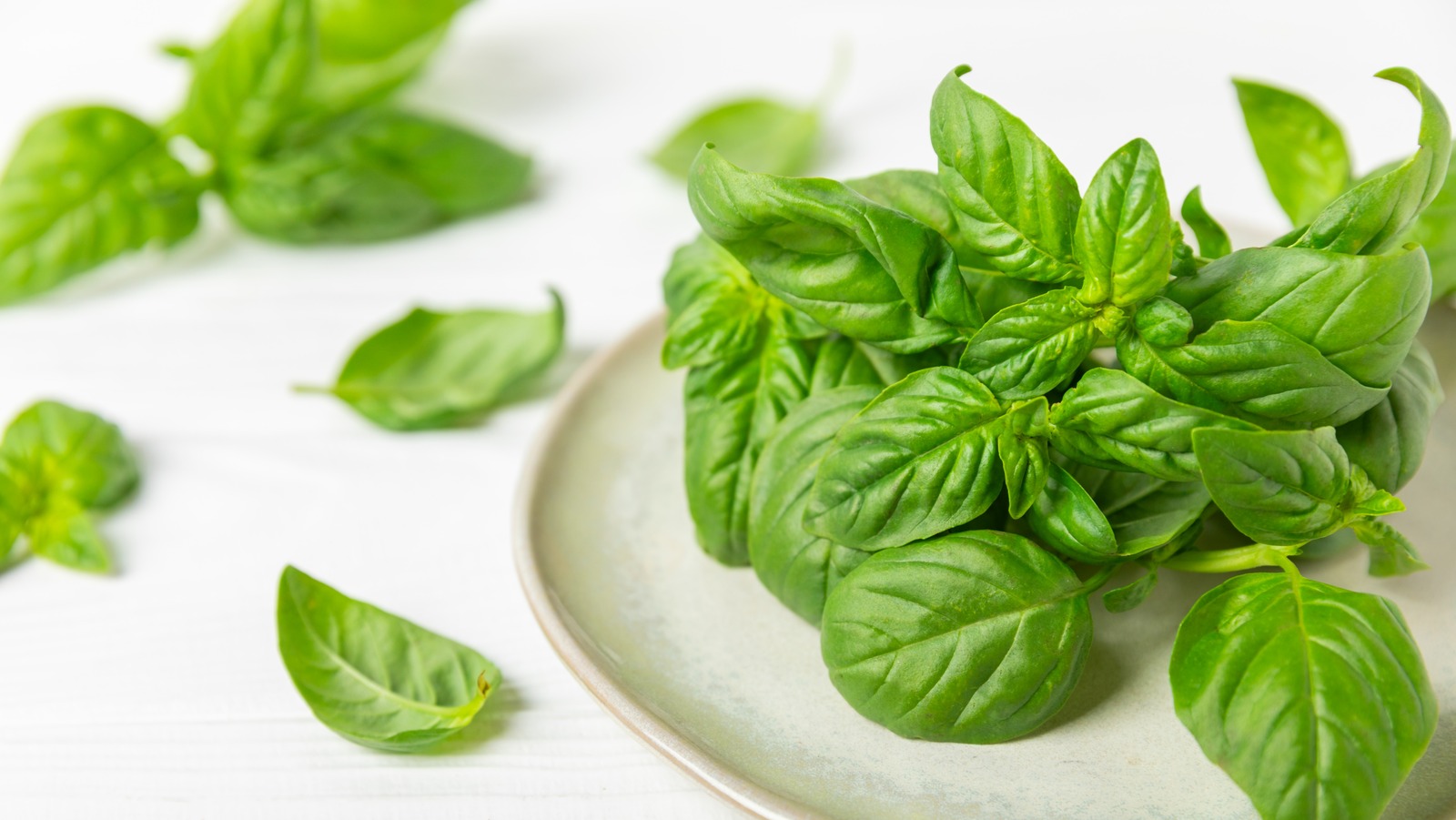 Basil plant